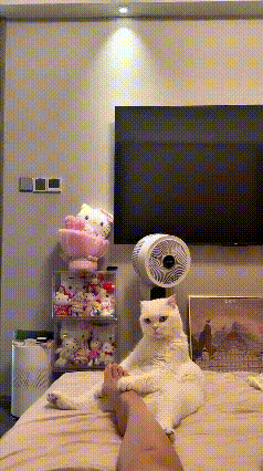 这一幕也太治愈有趣啦！猫咪乖乖坐在床边，像个持证上岗的小按摩师，把爪子轻轻搭在主