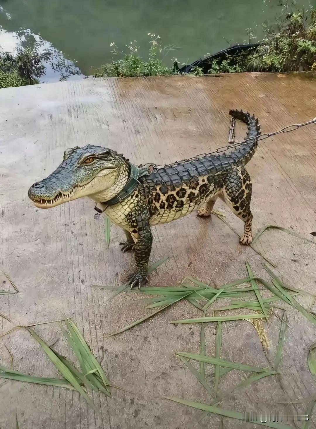 无了个大语[笑着哭]