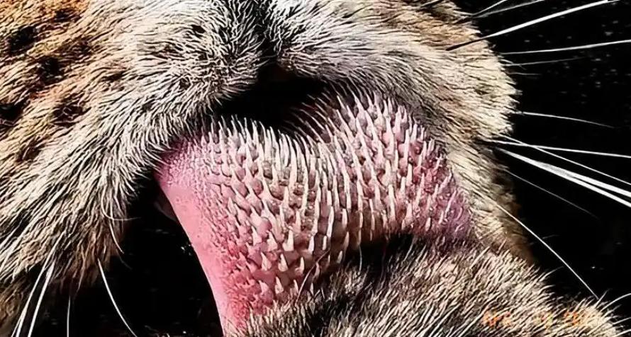 东北虎突然“亲近”俄罗斯饲养员，短短3秒却留下血的教训！看似温顺的巨兽，为何让