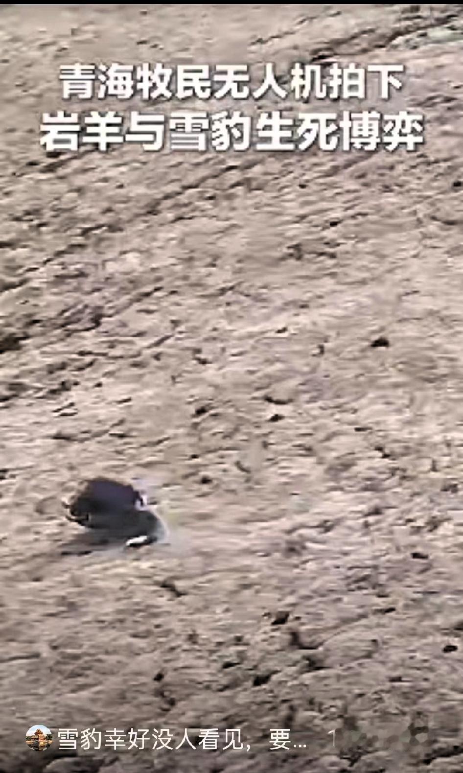 解释不清了！”青海，牧民用无人机巡查牧场，结果，无人机刚飞上去，就遇到了惊心动魄