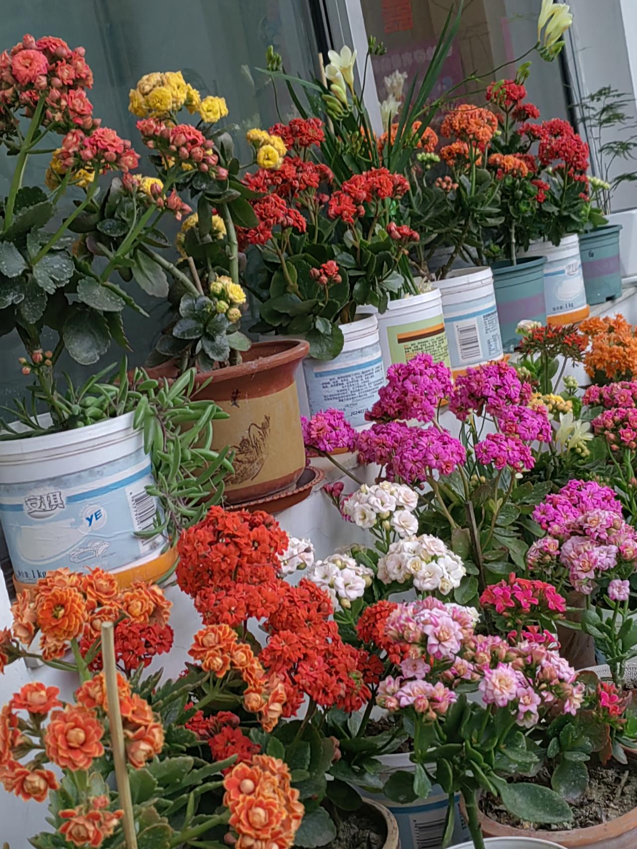 愁死了！上点儿心吧！我的各色长寿花剪枝了，剪下的枝条，被爱花的邻居们一抢而空！