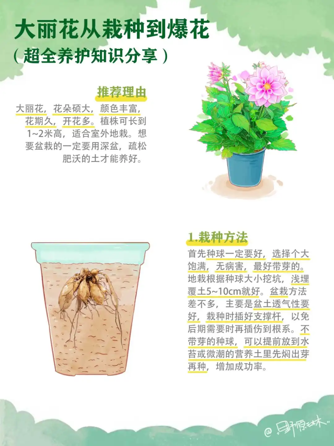 大丽花从小苗到开花，四季养护知识分享