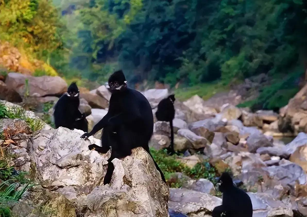 近日，贵州普安县盘水街道河边村首次拍到国家一级保护动物黑叶猴野外活动踪迹，这在六