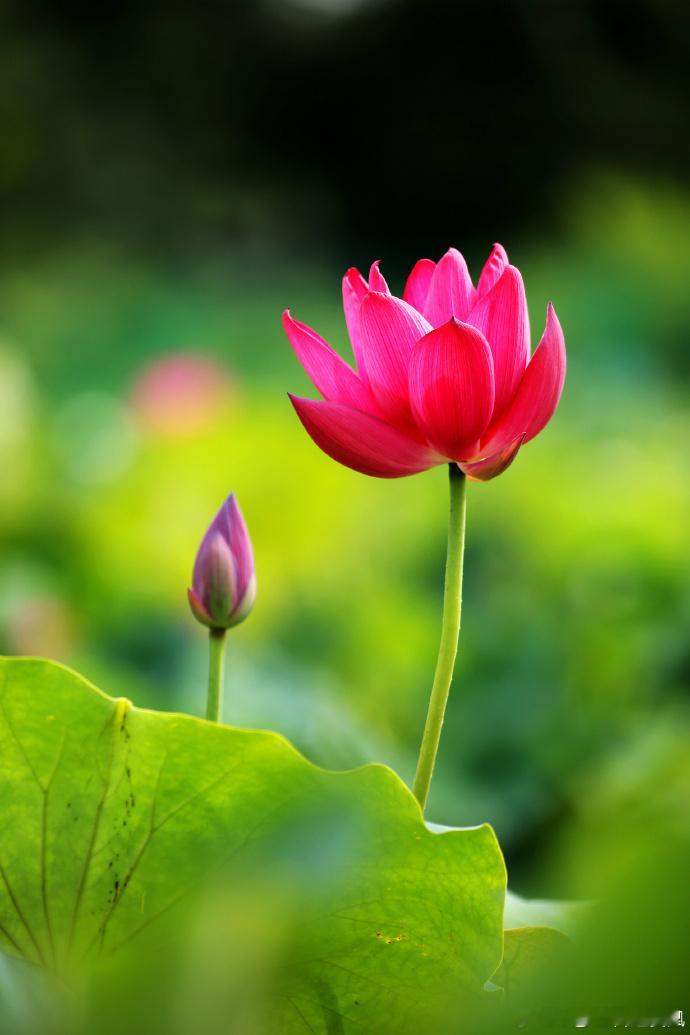 属龙人2026年农历正月事业运势深度解析与行动指南一、运势核心：天时地利