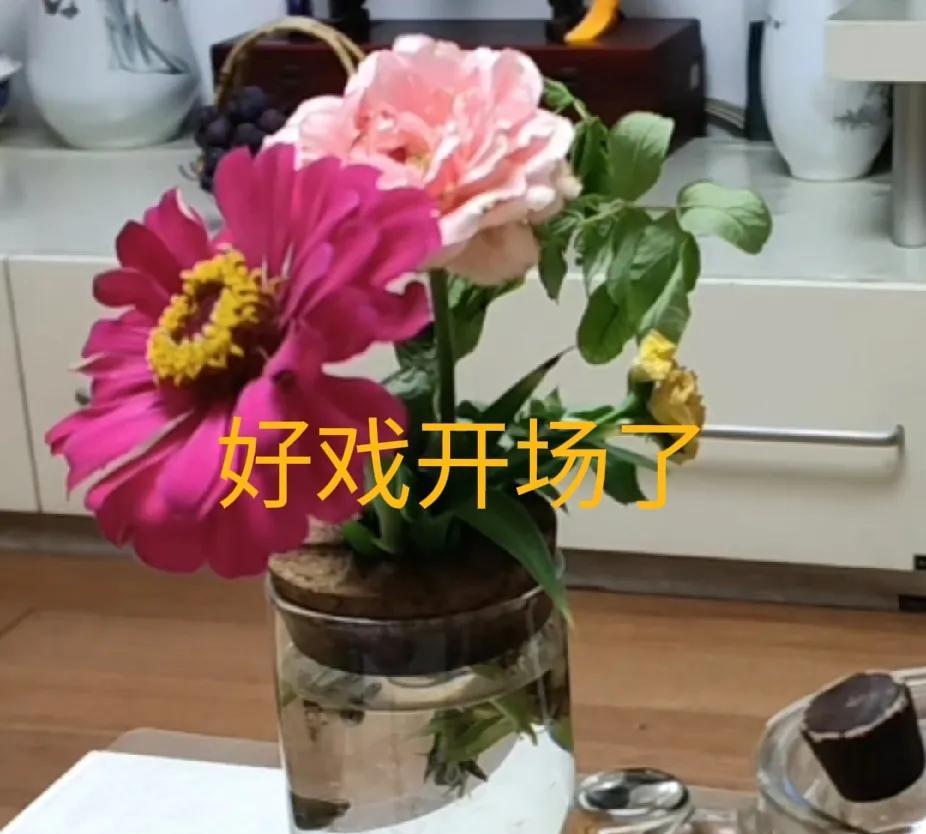 好戏开场啦！搬好小板凳，坐等看戏这几天一定会有大型演出，有人还在沾沾自喜，