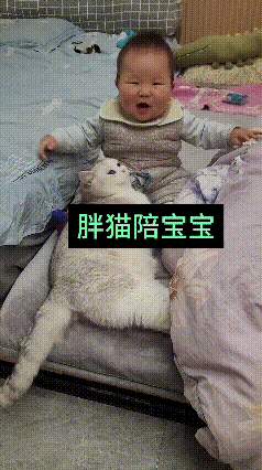 看完这段视频心里特别暖。看得出来主人是真的爱猫，把这只银渐层养得圆滚滚的，一看就