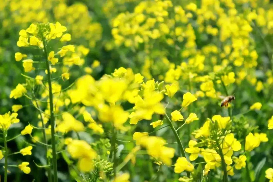 油菜花海满园春色关不住旷野黄花漾远山春风三月温暖的春风吹过带着脚下湿