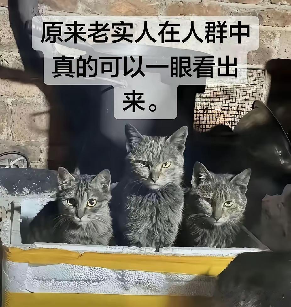 看眼神就知道啥是老实人