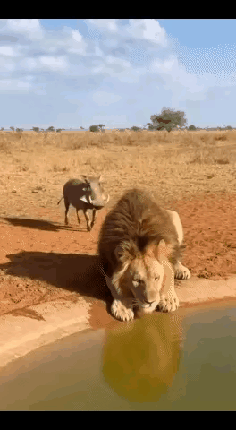 AI制作，仅供娱乐！咱们的雄狮正在美美的喝水，一只小野猪在它身后缓缓走过，还以