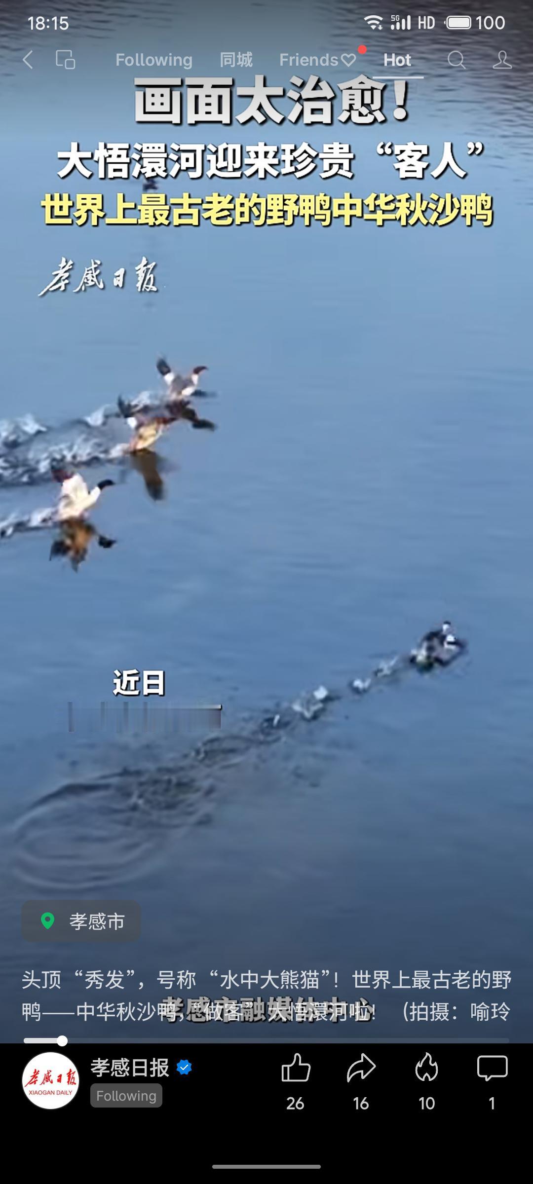 国家一级保护动物中华秋沙鸭，以“水中大熊猫”突出其珍稀性，通过影像展示其独特形态