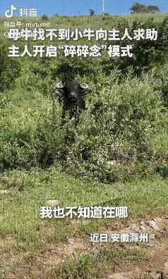上人民日报了！安徽滁州，一头母牛因贪吃不慎弄丢了小牛，主人本以为它会自行寻找，没