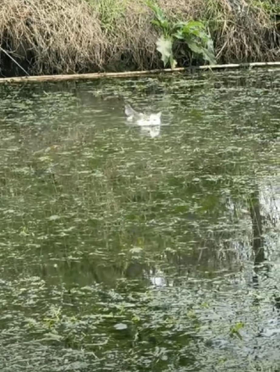太出乎意料了”近日江苏一男子在河对岸喊自己养的猫咪回家吃饭，猫咪直接下水游了过去
