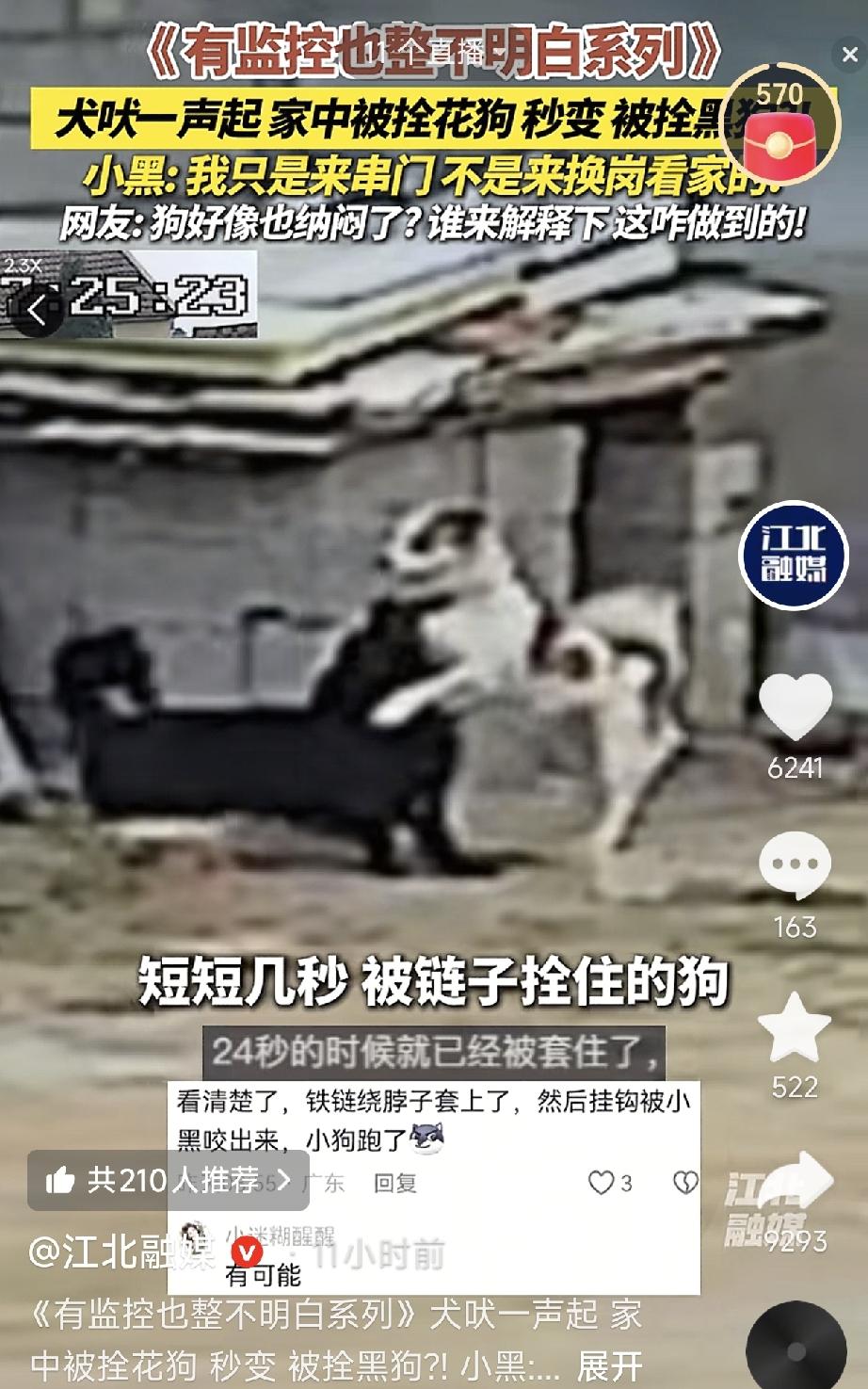 笑不活了！山东，一只小花狗因为被拴在院中不能出门遛弯，竟然隔着墙叫来隔壁的小黑狗