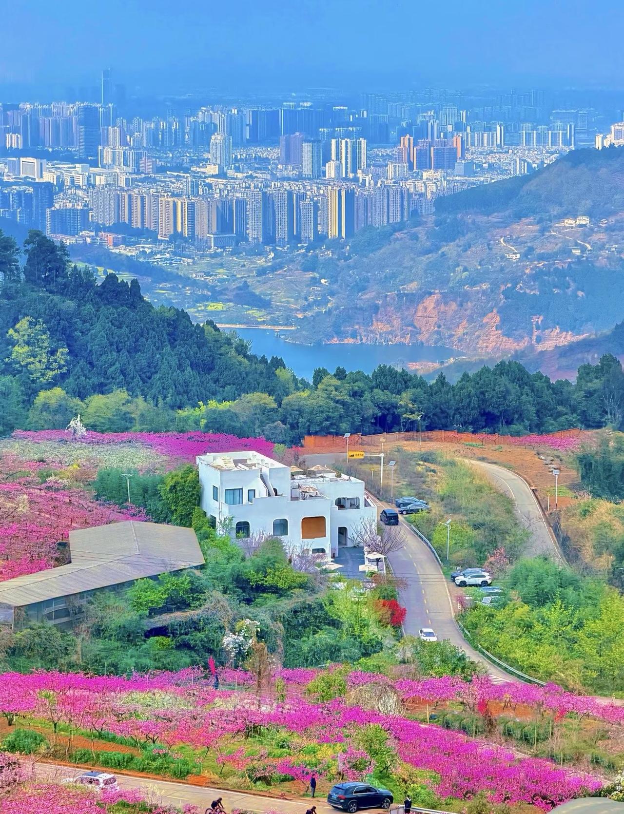 成都！！！预测下一个要火的地方！！！！！春天的成都真的好浪漫龙泉山赏花徒步踏