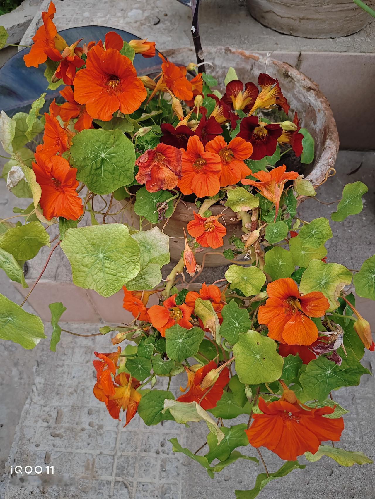 我家的旱金莲，虽然用的花盆不好，但是却能开了一年又一年，而且还能开爆花。都说旱