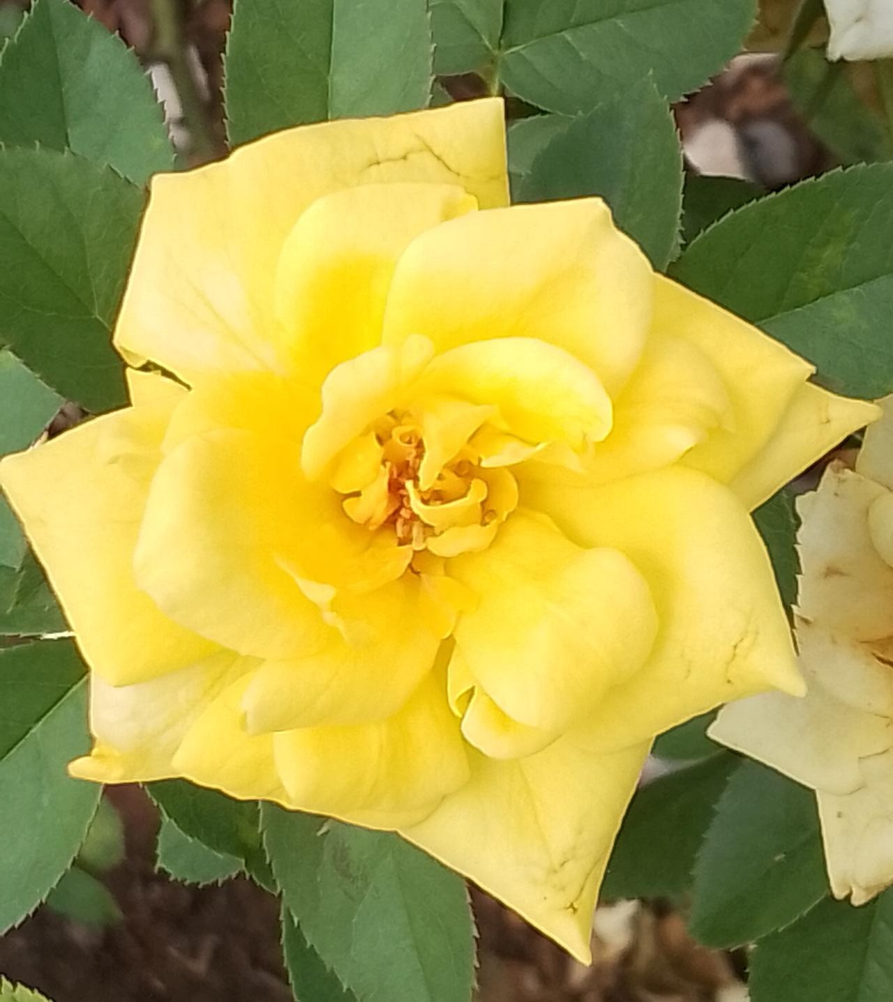 在广州饮早茶的时候，有一个外地人问服务员有没有肉馅的水饺，服务员说有，外地人问一