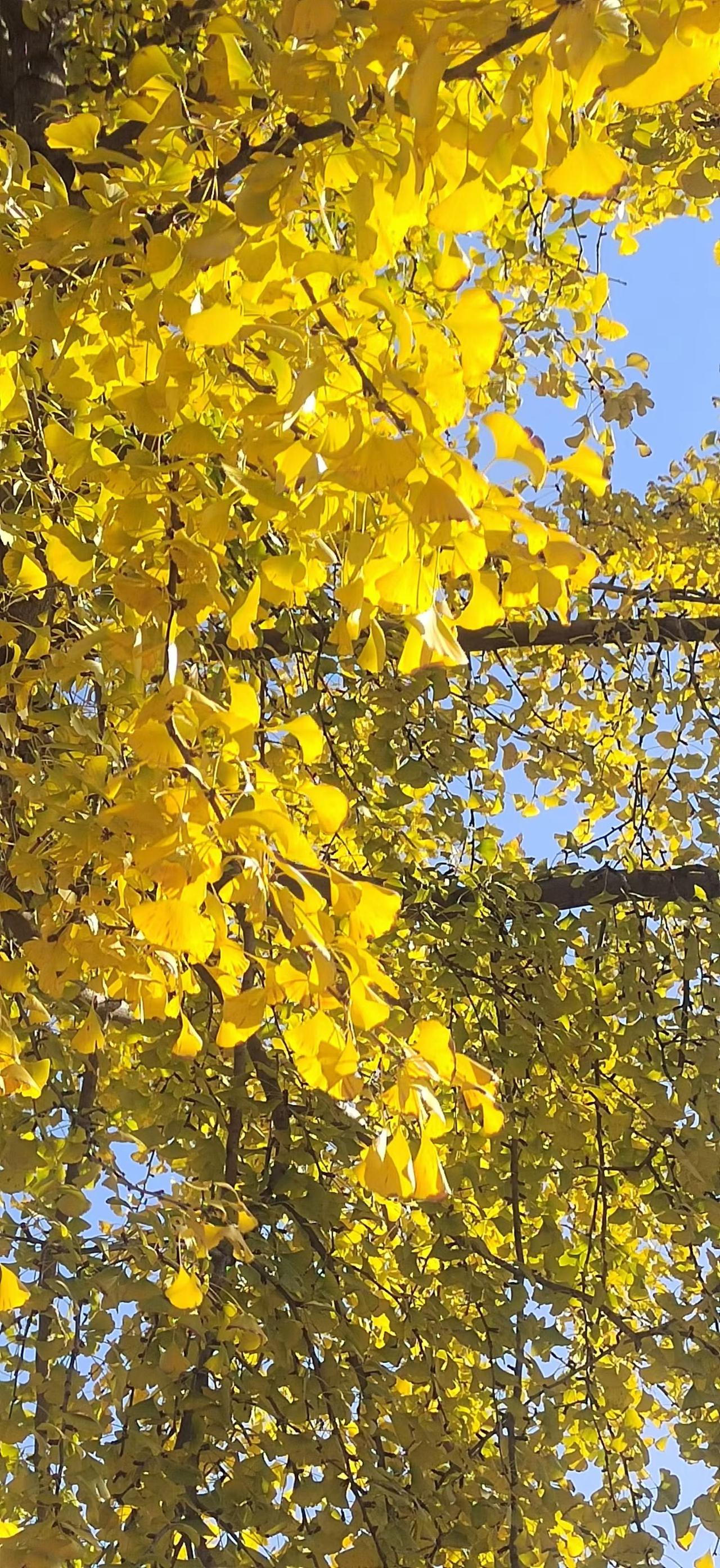 历史上的事，你怎么看？史书上记载，安禄山被他儿子安庆绪杀死：原因主要是安庆绪要