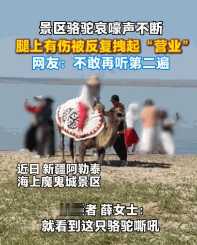 太没人性了！6月16日，新疆阿勒泰，一女子正在游玩，突然听到骆驼哀嚎声。她循声望
