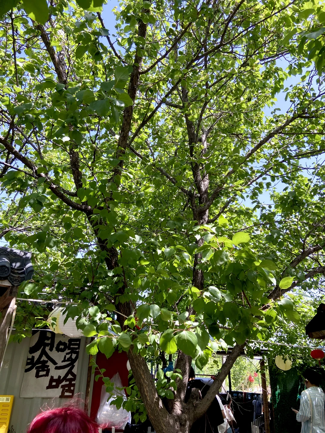 补脾不知道这5点，补的越多废的越快！