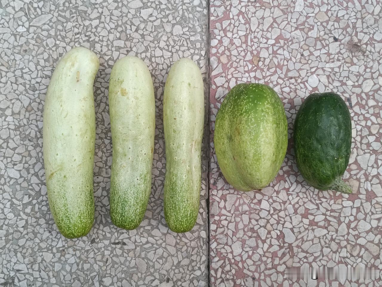老品种大地黄瓜（土黄瓜）这是农家种植的老品种土黄瓜，也被称作山黄瓜、本地老黄瓜