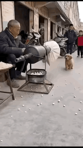 老登你是故意的，吓了狗子一跳！小金毛的反应太可爱了……耍心眼儿狗子特老登洗澡