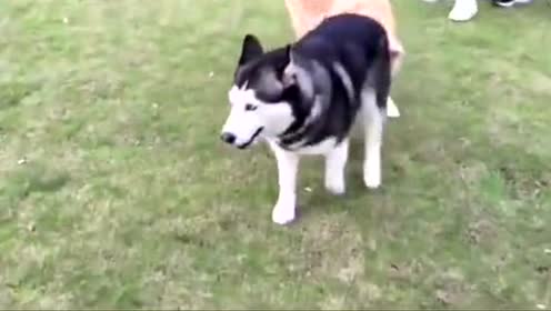 哪里卖藏獒纯种藏獒藏獒狗哈士奇泰迪松狮 比