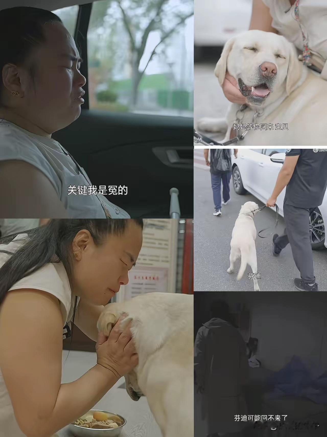 导盲犬芬迪走了，王女士是那么的“依依不舍”分别时还叮嘱芬迪“好好表现”。​王女
