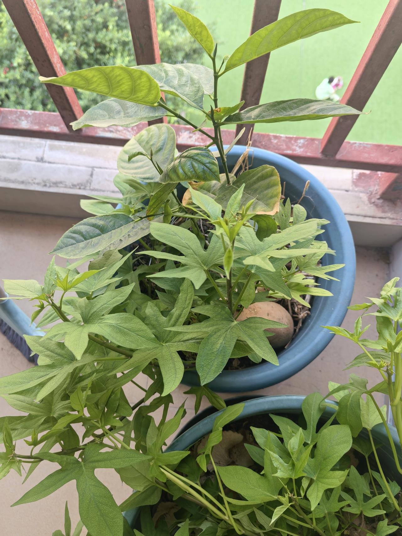 1．对视超过5秒的男女90％会产生亲吻冲动。2．女人怕男人的酒窝，男人怕女人的