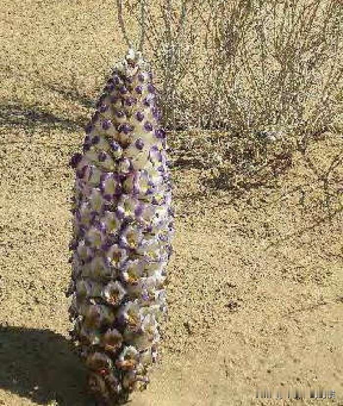 最近内蒙的梗很火爆。女领导也听说了，不过她不是很清楚怎么回事，就缠着我问。我