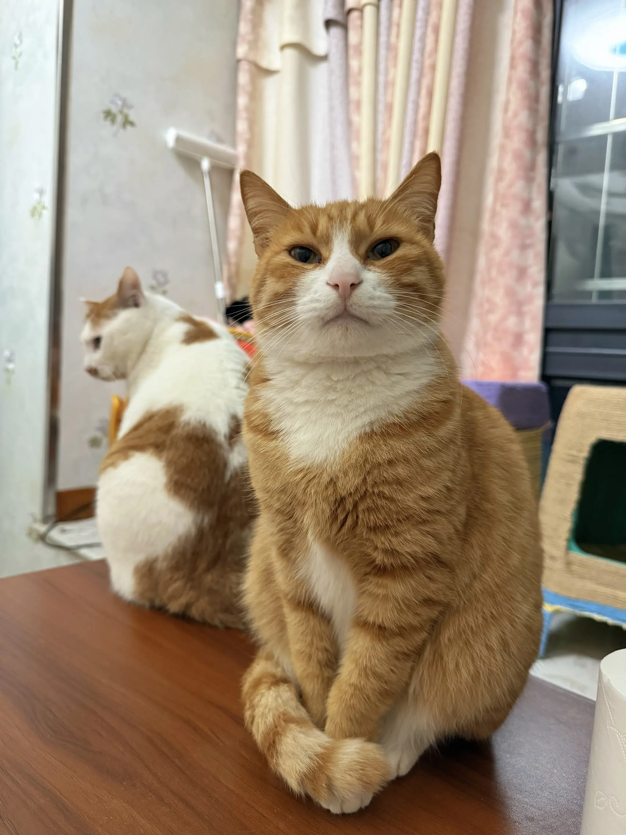 哇哦，是小猫！