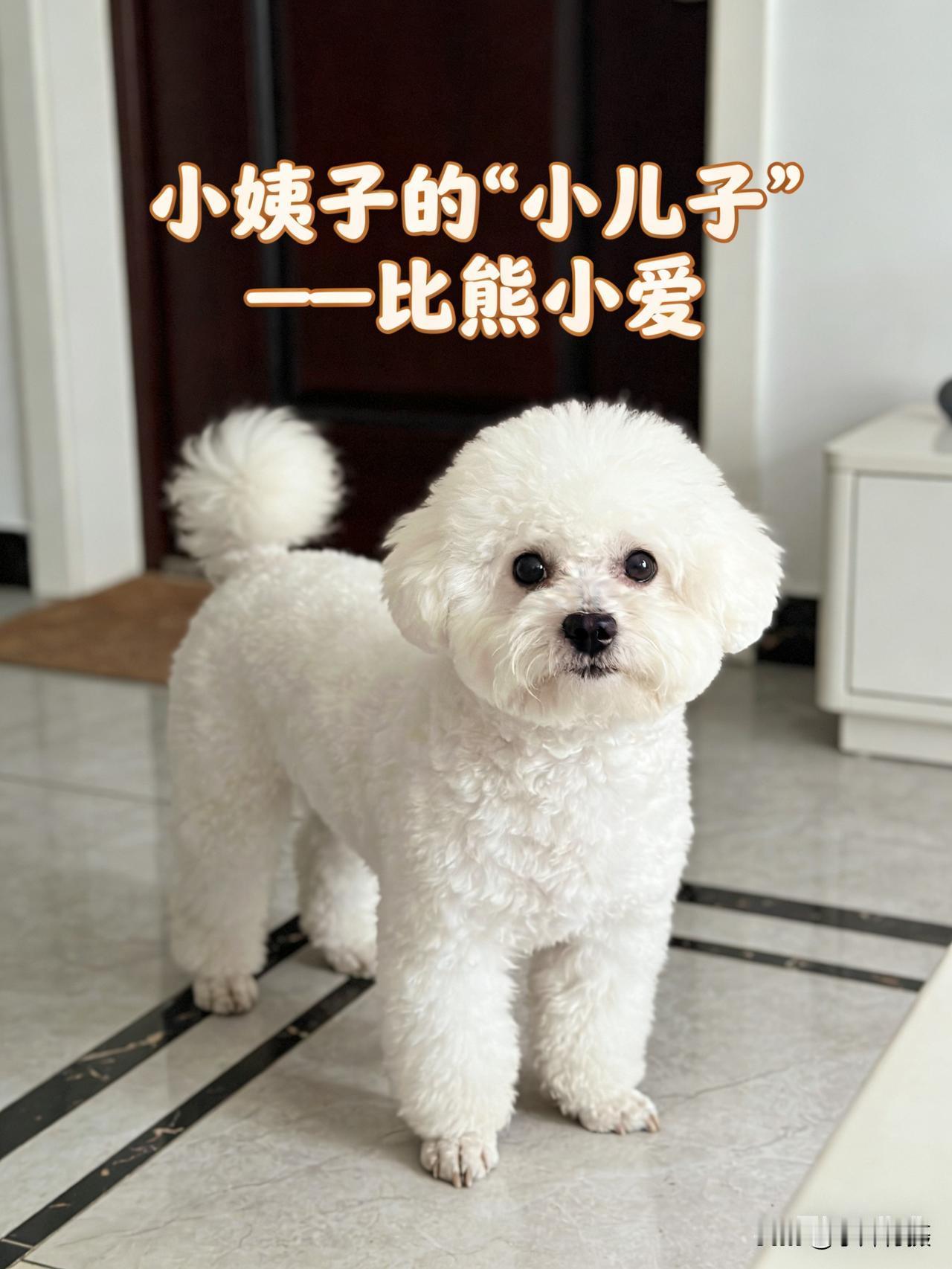 为什么比熊如此受欢迎?小姨子去上海看女儿，把比熊“小爱”寄养在我家，看这阵仗，