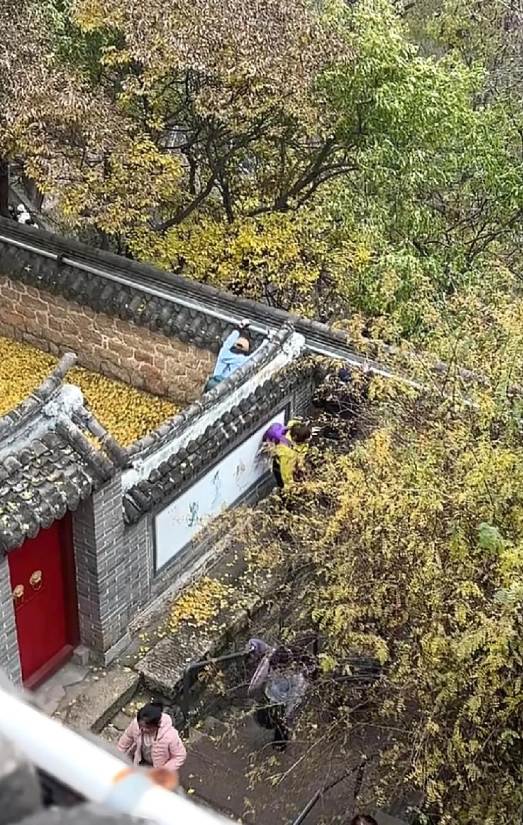 鞍山的朋友果然有自己的一套登山方式最近鞍山一个景区内一株百年银杏树引起了很多人