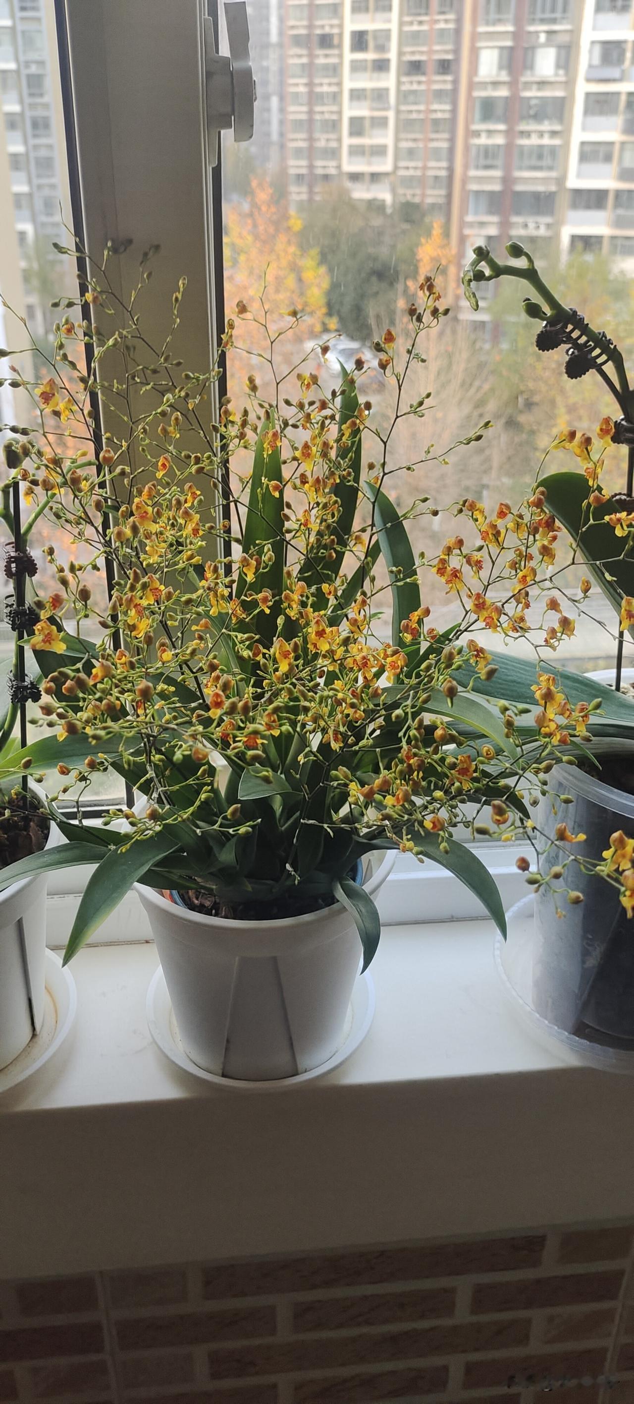 买了现在住的房子不到两年，已经降了50多万，相当于老两口这大半生的积蓄。因为是刚