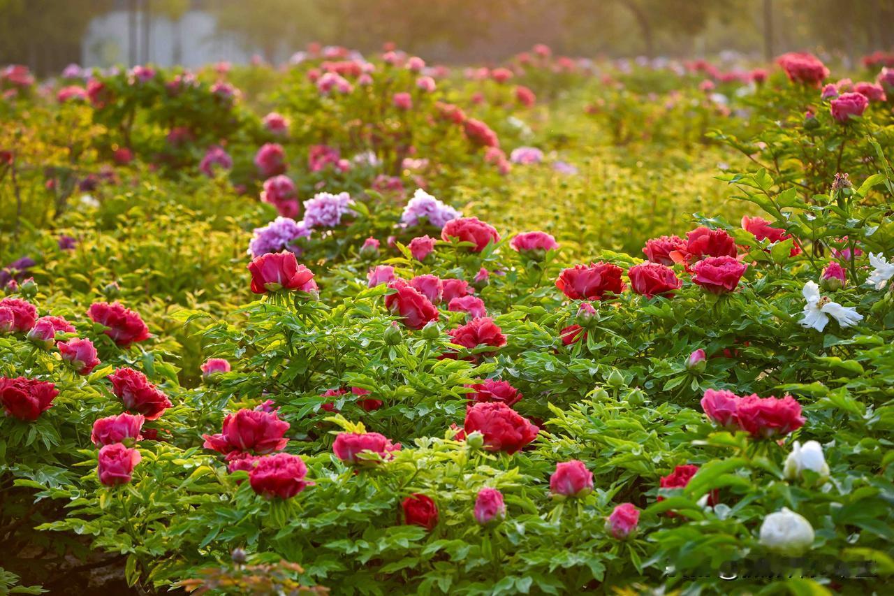 发现宝藏山东曹州牡丹园的清晨，阳光吻上牡丹的那一刻，美到窒息！凌晨五点半，我