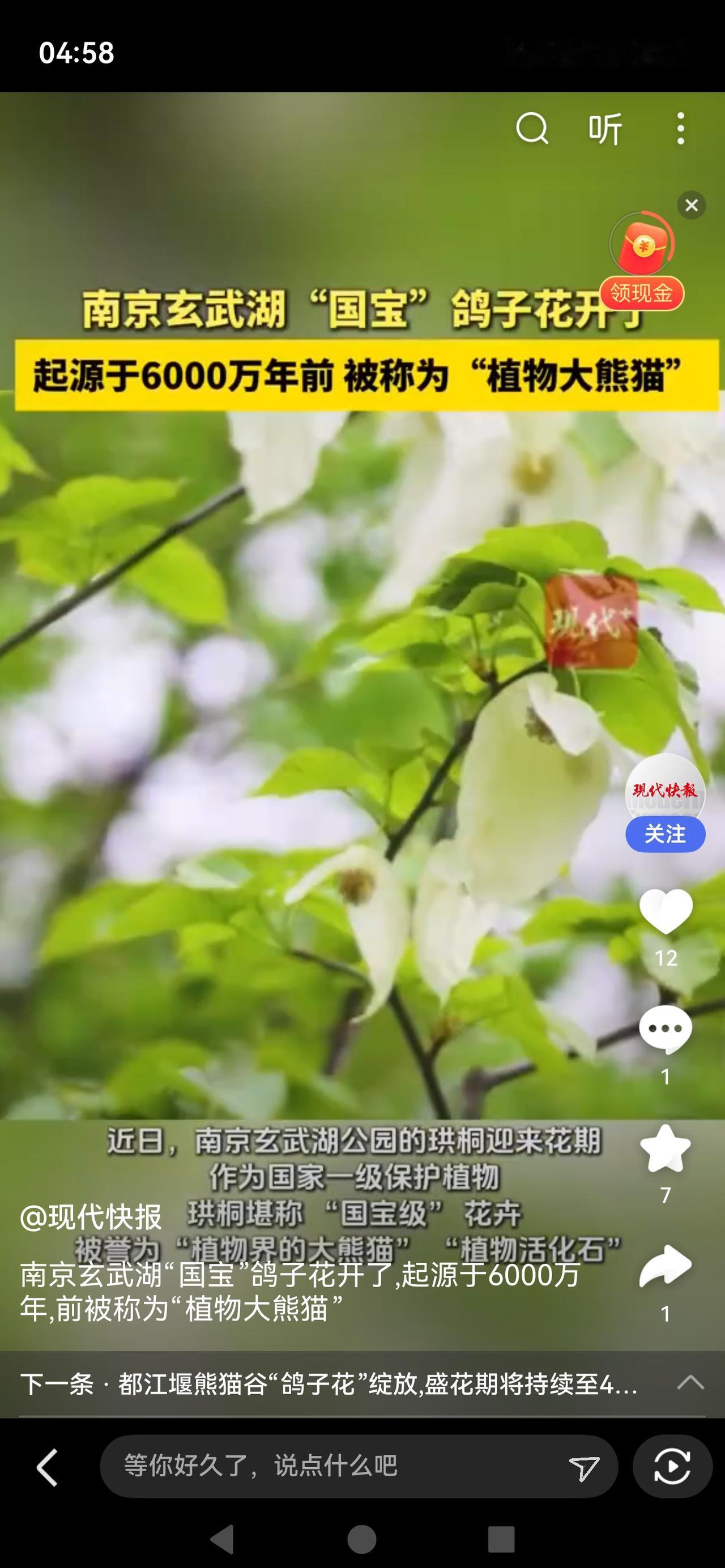 《南京玄武湖“国宝”鸽子花开了！网友：这颜值，是仙女的裙摆吧？》南京玄武湖樱