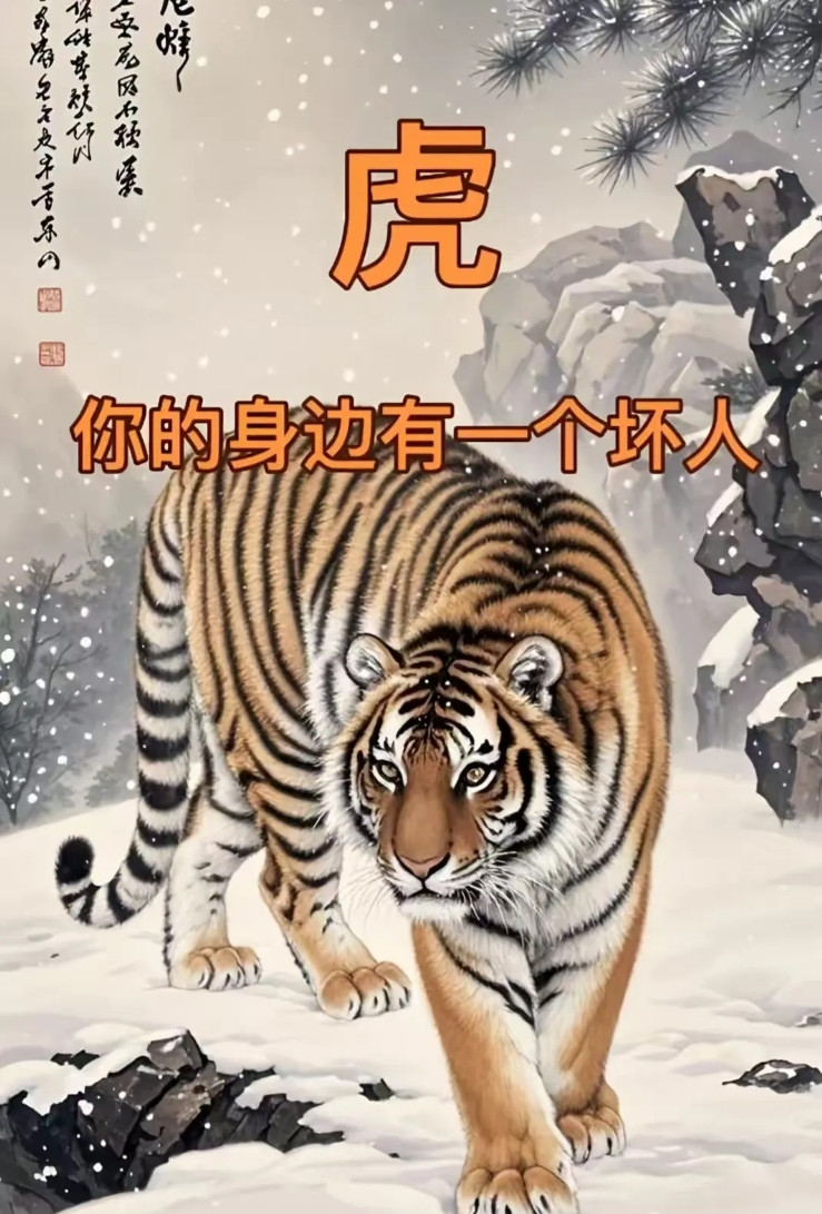 秦阳明老师掐指一算，生肖虎的家人注意啦！您正踩在十年一遇的运势分水岭上！明天5月