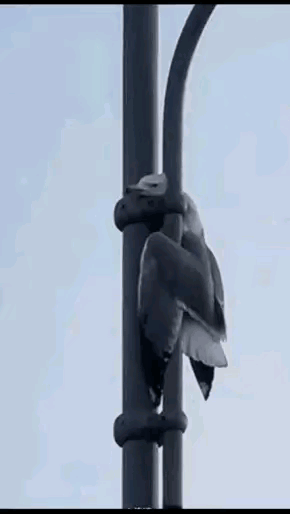 这算是鸟类中的网红了。