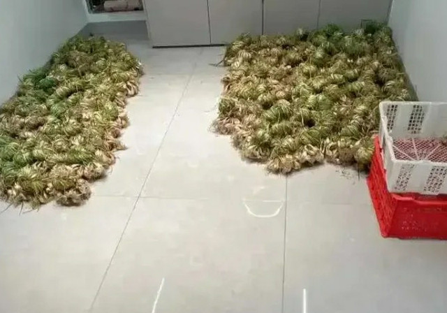 你是没试过韭菜花坏了的味道