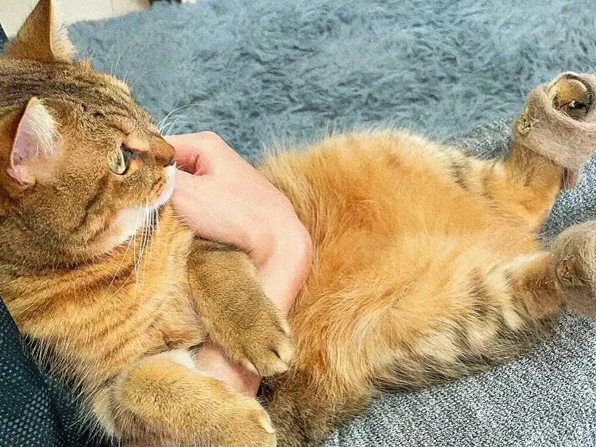 天气冷了，用喵星人掉的毛也给它做双拖鞋！