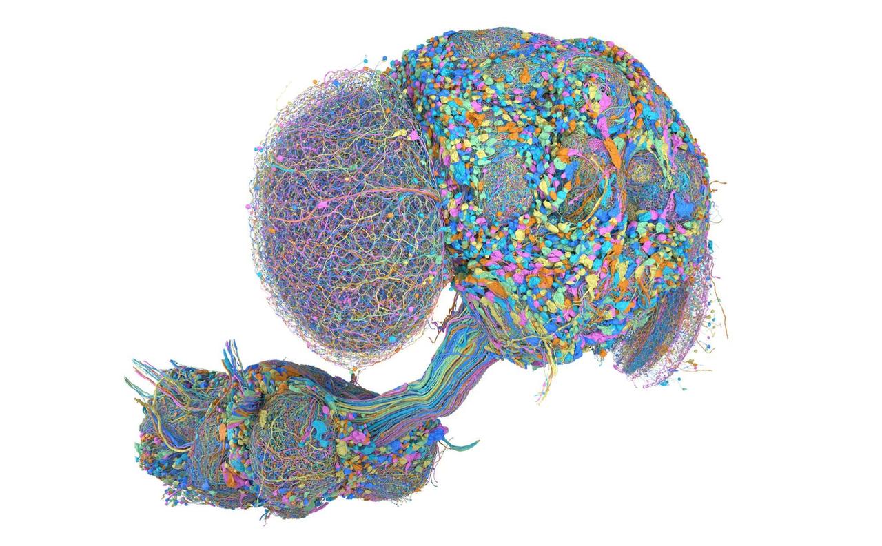 科学家首次绘制了成年雄性果蝇的完整大脑和中枢神经系统图谱——这是科学界的一个关键