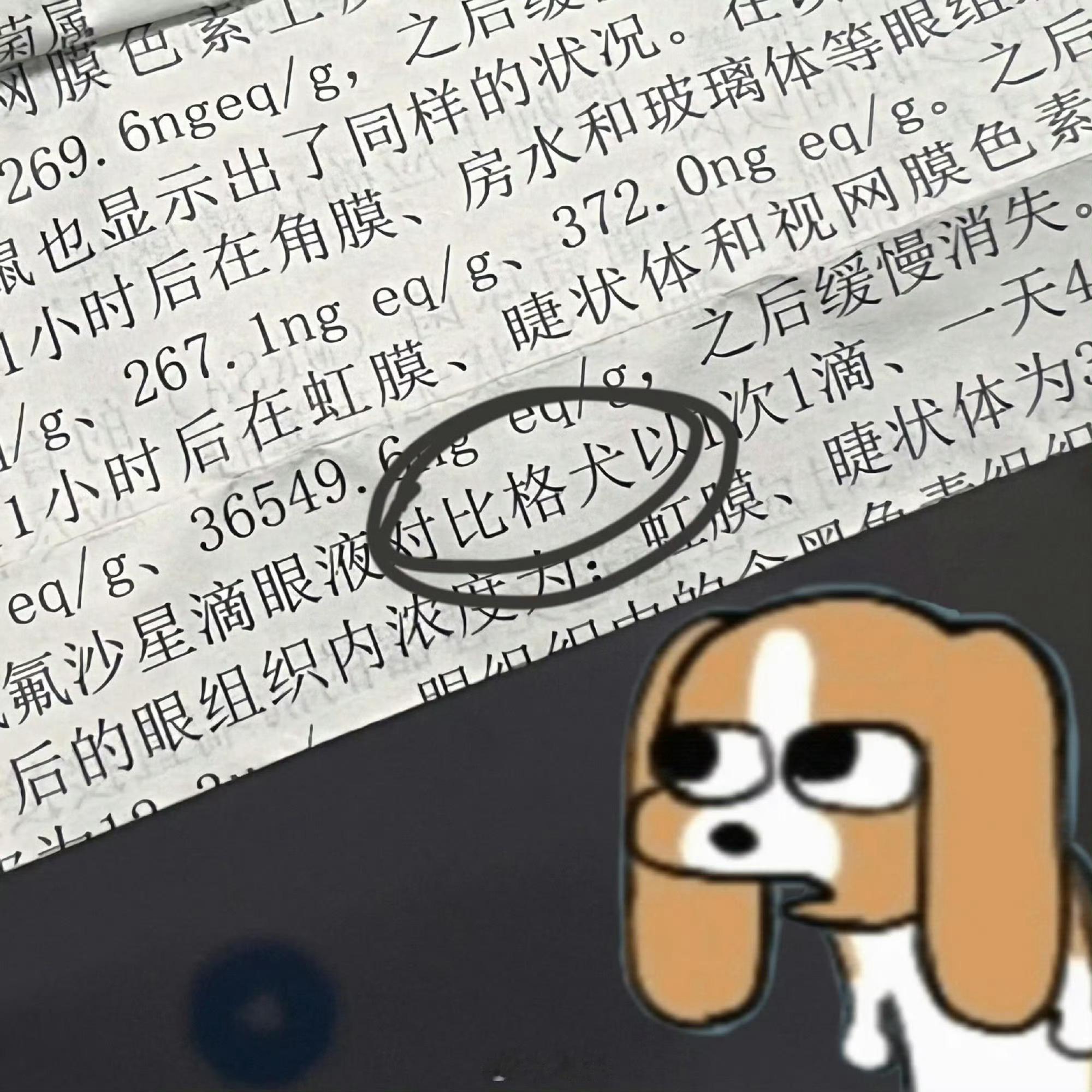 〖在眼药水的说明书里看到了比格犬…………〗