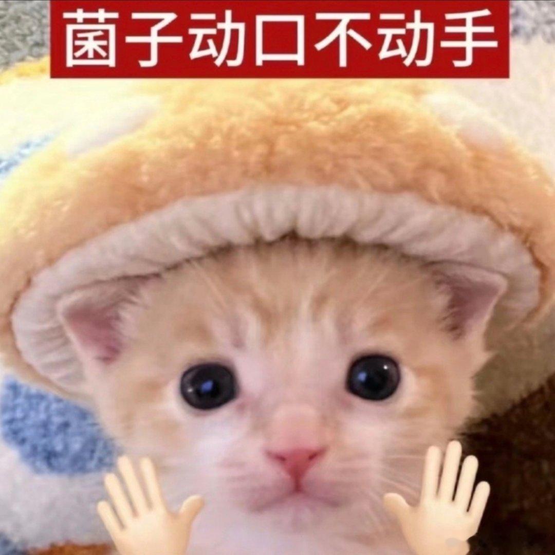 猫咪表情包。