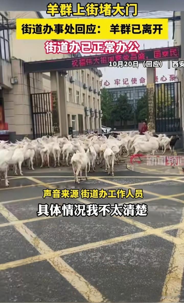 一觉醒来，西安某街道办事处的天塌了一群羊把单位大门给堵了想上班进不去了，派出所