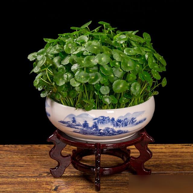 家人们谁懂啊！养铜钱草踩过的坑真能绕客厅三圈！最近好多花友吐槽，铜钱草要么黄叶烂