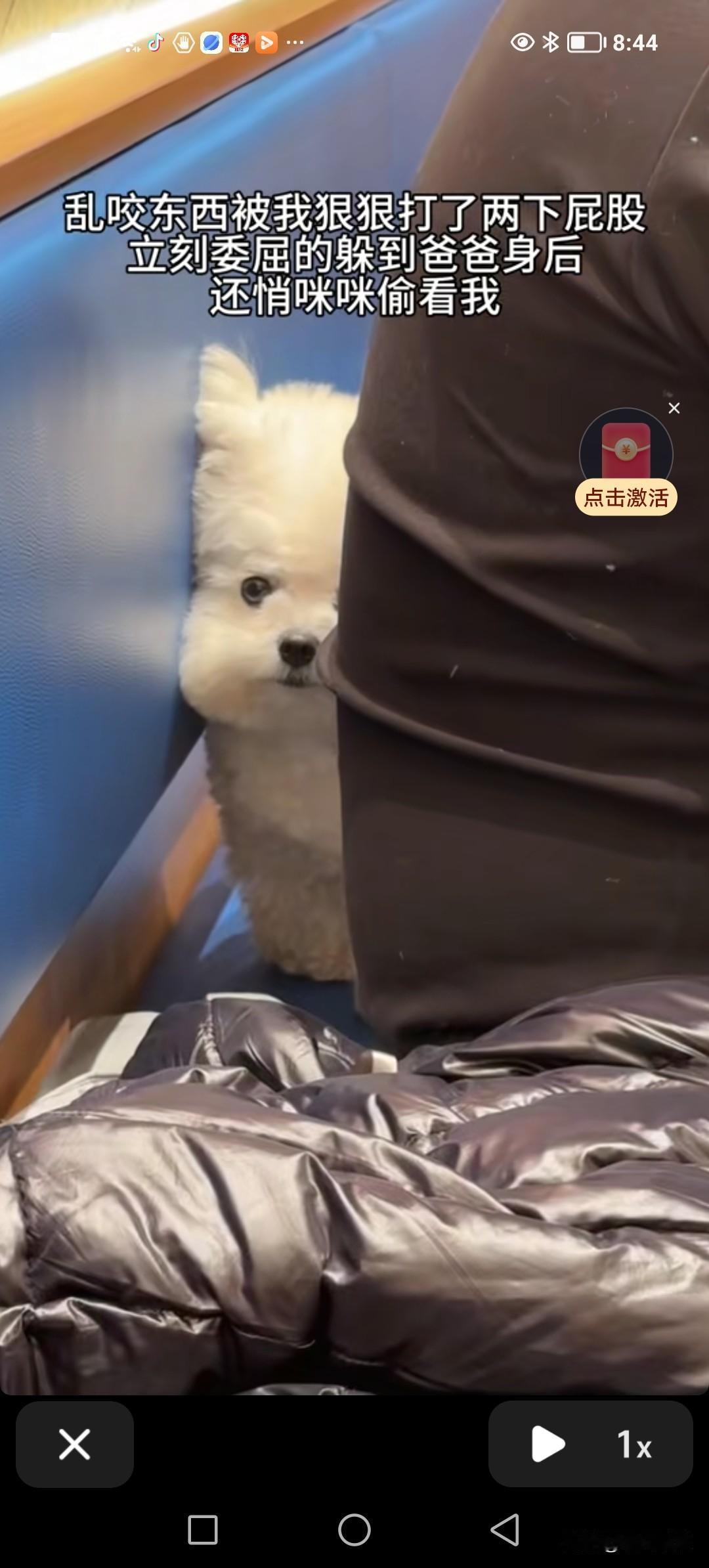 小狗着实很好哄。它因乱咬东西，被妈妈打了两下屁股，便躲到爸爸身后，还偷偷地瞧着我