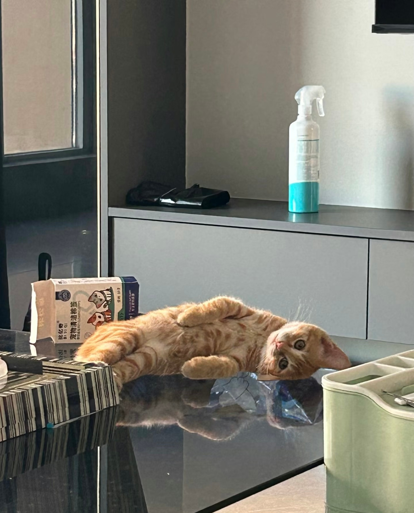 猫猫：你再不起床做早饭我要晕过去啦​​​