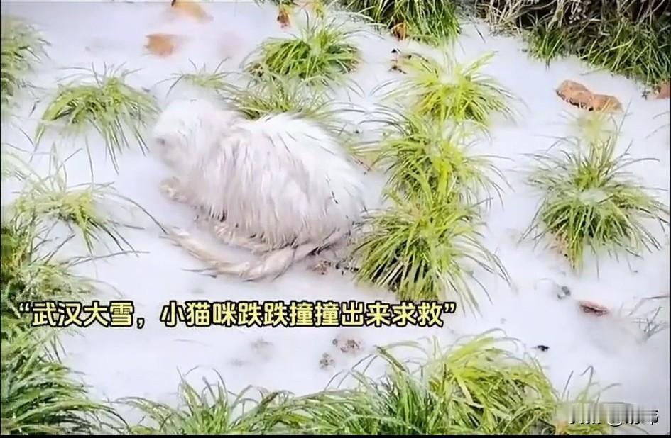 太可怜了！一位小姐姐经常投喂小区里的流浪猫，最近她出差了，不巧她的家乡下起了大雪