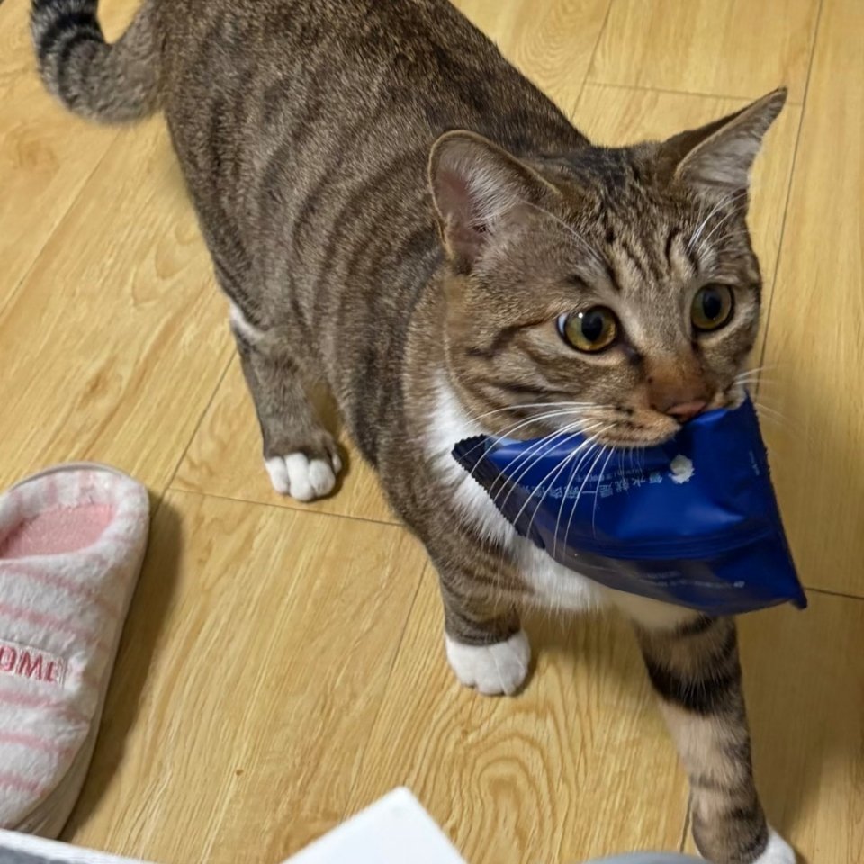 麻，我想吃冻干，给我撕开