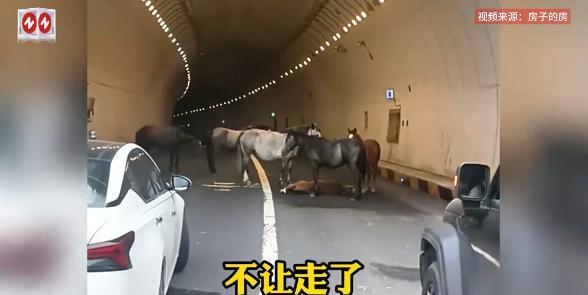 “万物皆有灵！”7月20日，河北张家口，一女子开车过隧道时，却被5匹马堵路，害的