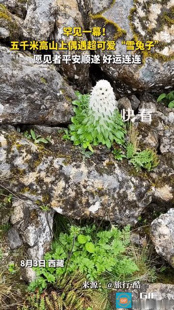 “火到央视了！”西藏喜马拉雅山，一男子爬到海拔5000米的地方，看到了一株罕见的